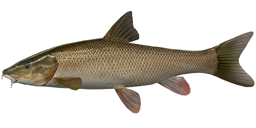 Fishing in Ethiopia - Ethiopia Fishing Guide